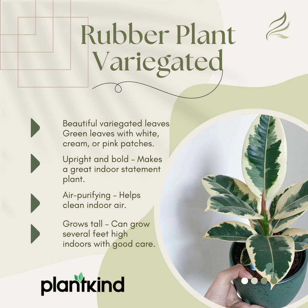 Rubber Plant Variegated | Indoor Plant | Outdoor Plant | 1 Live Plant | Small