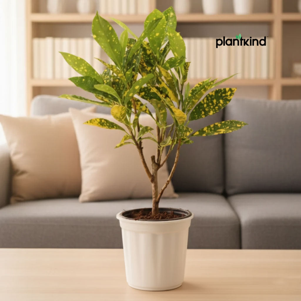 Croton Codiaeum Variegatum Plant |Ornamental Plant| Indoor Plant | Outdoor Plant| 1 Live Plant