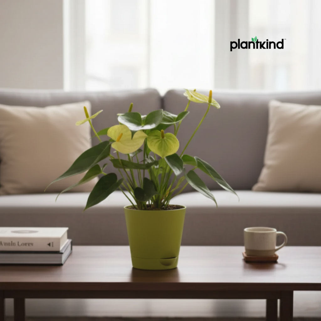 Anthurium Plant Yellow | Indoor Plant | 1 Live Plant