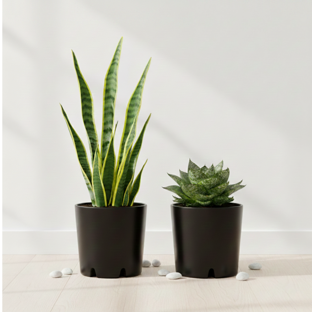Green Sentinel Combo | Snake Plants Combo| Pack of 2