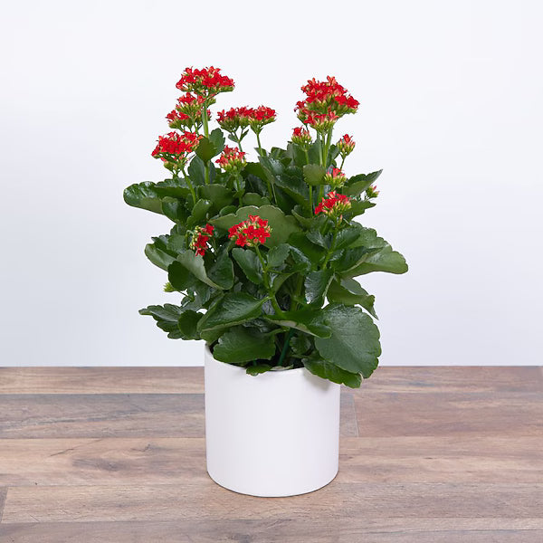 Kalanchoe Plant - Red