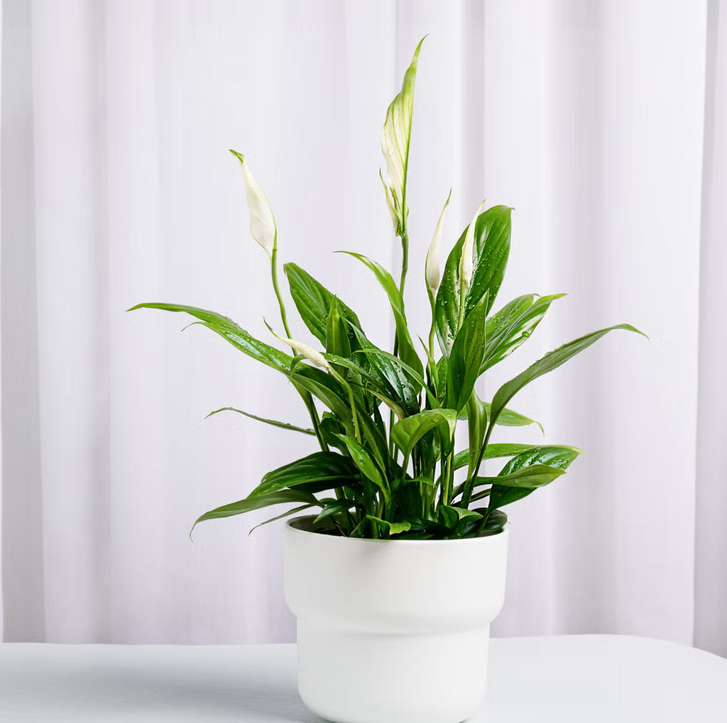 Peace Lily Plant | Indoor Plant | Air Purifier Plant | Pack of 1