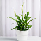 Peace Lily Plant | Indoor Plant | Air Purifier Plant | Pack of 1