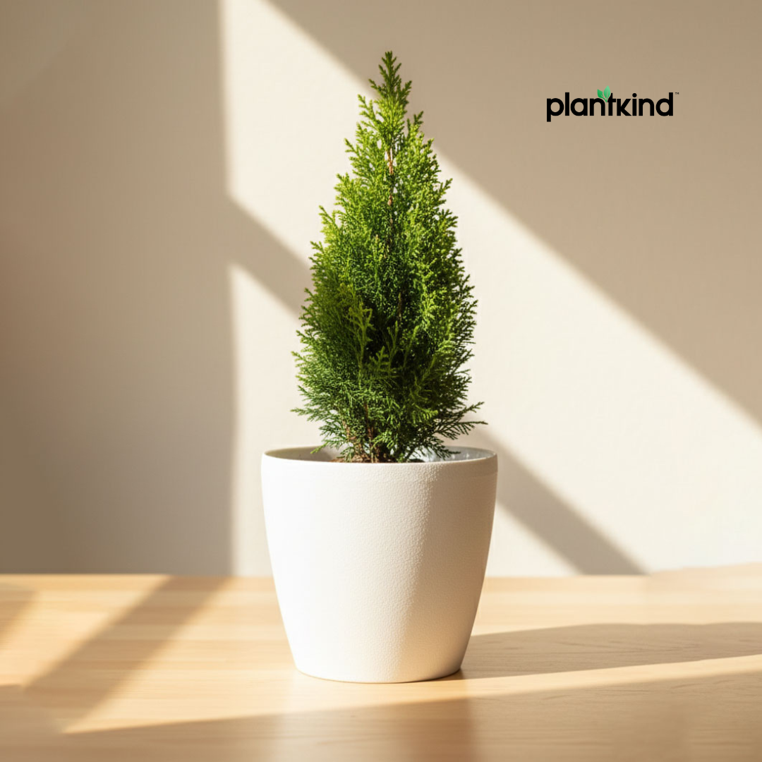 Thuja Plant  | Air Purifying Plant | Evergreen Plant | 1 Live Plant | Medium
