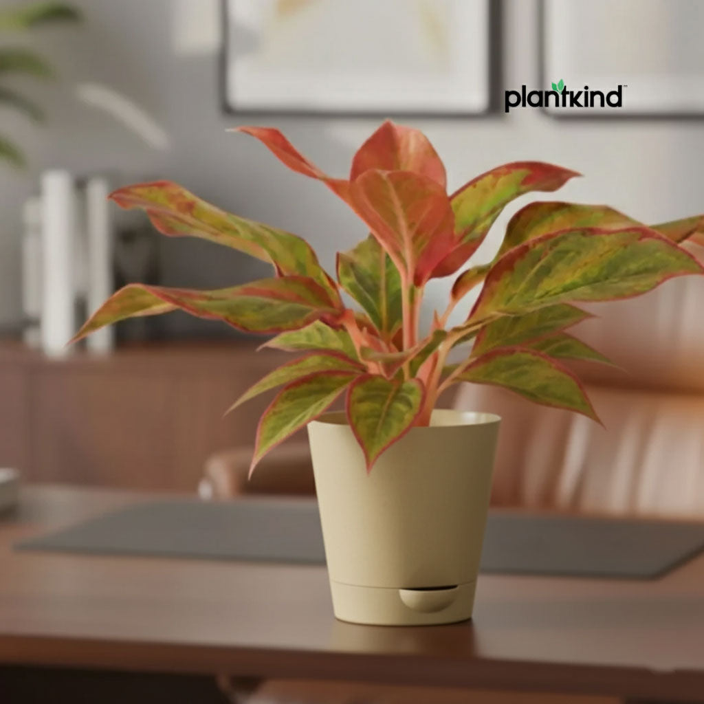 Aglaonema Lipstick Plant| Indoor Plants| 1 Live Plant