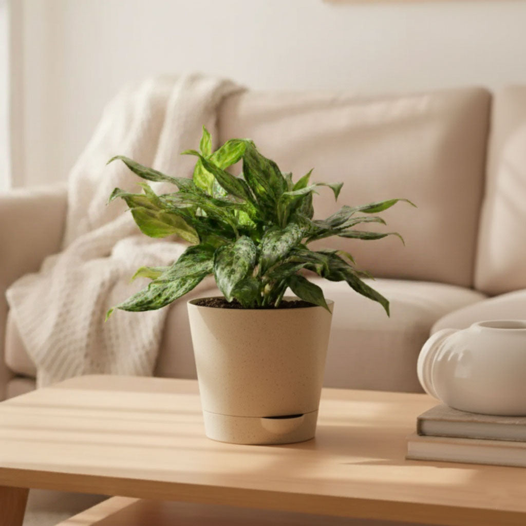 Aglaonema 'Miss Juliette' Plant | Indoor Plant | 1 Live Plant with Grow Pot