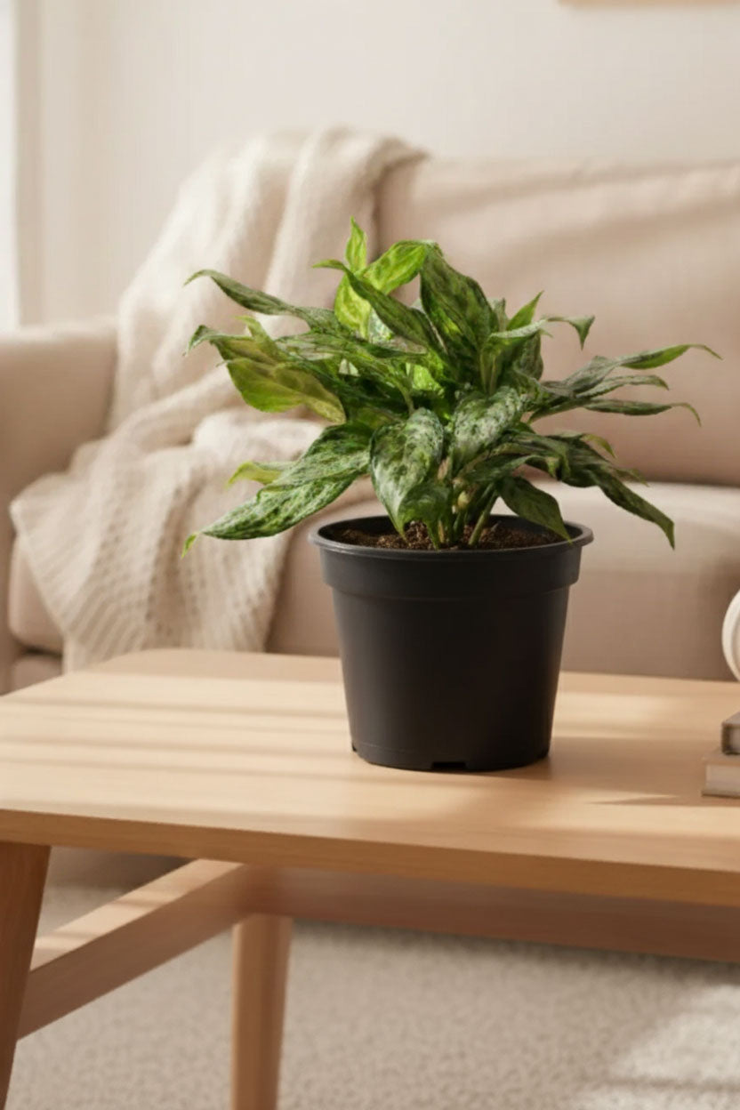 Aglaonema 'Miss Juliette' Plant | Indoor Plant | 1 Live Plant with Grow Pot