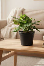 Aglaonema 'Miss Juliette' Plant | Indoor Plant | 1 Live Plant with Grow Pot