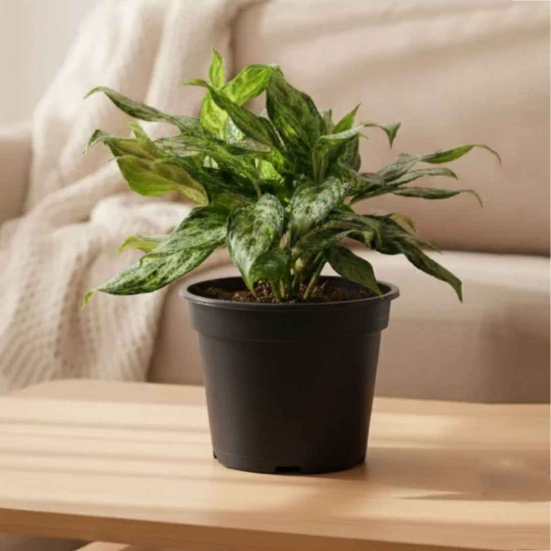 Aglaonema 'Miss Juliette' Plant | Indoor Plant | 1 Live Plant with Grow Pot