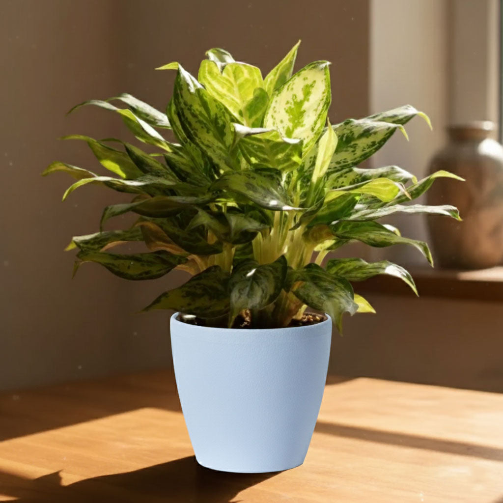Aglaonema 'Miss Juliette' Plant | Indoor Plant | 1 Live Plant with Grow Pot