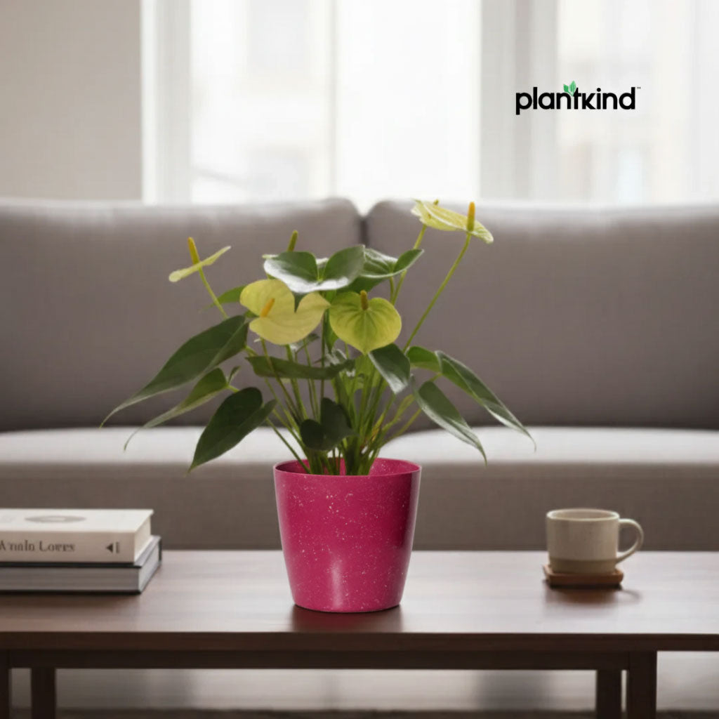 Anthurium Plant Yellow | Indoor Plant | 1 Live Plant