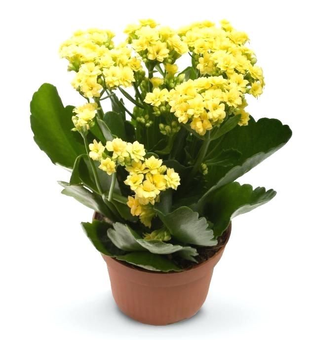 Kalanchoe Plant - Yellow Plant