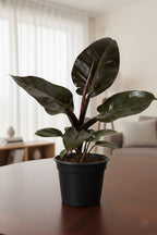 Philodendron Black Cardinal |l Live Indoor Plants |Low  Maintenance Plant Pack of 1 | Small