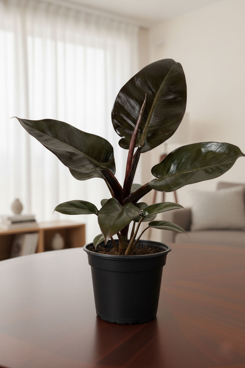 Philodendron Black Cardinal |l Live Indoor Plants |Low  Maintenance Plant Pack of 1 | Small