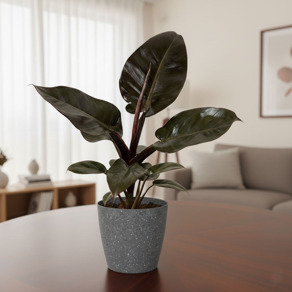 Philodendron Black Cardinal |l Live Indoor Plants |Low  Maintenance Plant Pack of 1 | Small