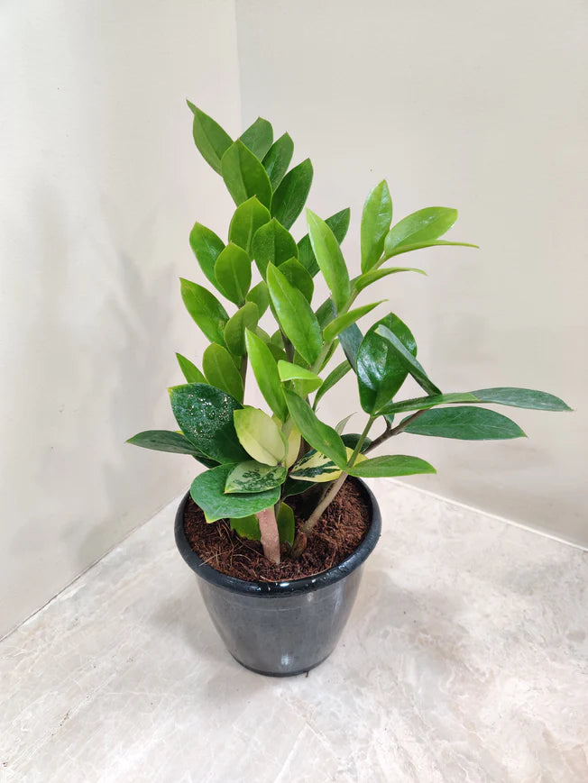 Zamia Plant| Natural Live Indoor Plant | Plant for Hall | Low Maintenance  Plant Pack Of 1