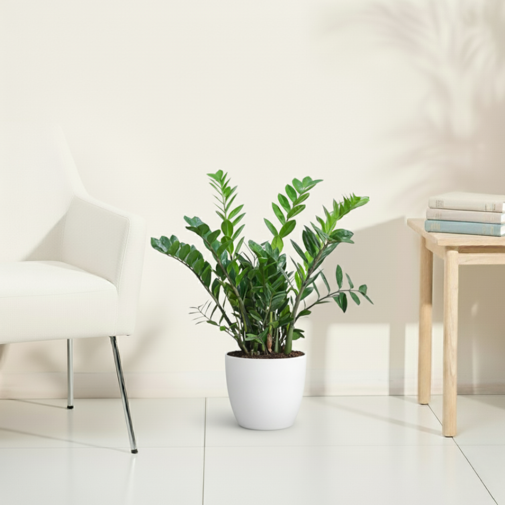 ZZ Plant | Zamioculcas zamiifolia | Fortune Plant| Indoor Plant | 1 Live Plant with Grow Pot| XL